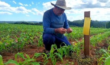 Monitoramento integrado busca prevenir danos da cigarrinha-do-milho às lavouras gaúchas