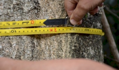 Maior árvore de erva-mate do RS será conhecida hoje