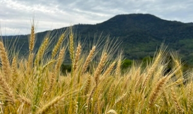 Tempo seco e luminosidade favorecem desenvolvimento do trigo no estado