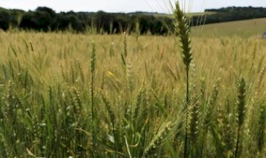 Excesso de chuva preocupa produtores de trigo