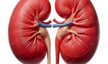 Prevenção Renal: cuidados simples podem evitar doenças graves