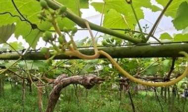 Estimativa da safra de uva 2026 é incerta no Rio Grande do Sul