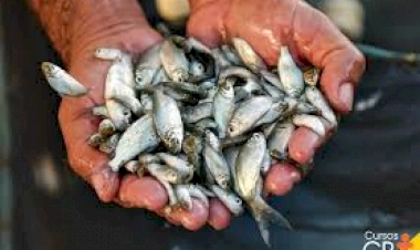 Produtores rurais podem fazer reserva de alevinos  na Secretaria de Desenvolvimento Econômico