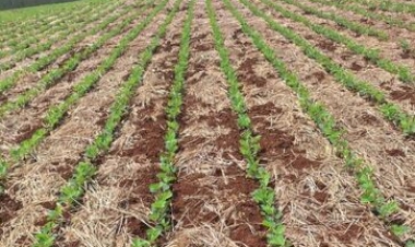 Soja no RS: plantio acelera e desenvolvimento inicial é adequado