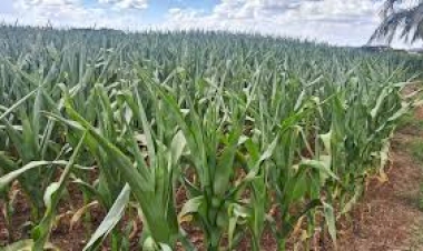 Falta de chuva acende alerta entre produtores da região de Passo Fundo