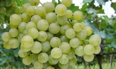 Cantinas caxienses brilham com vinhos Lorena