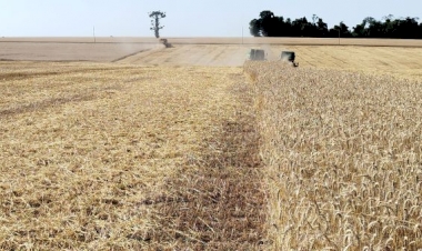 Colheita do trigo é finalizada no RS