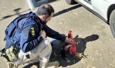 PRF resgata três galos de rinha vítimas de maus-tratos em Erechim
