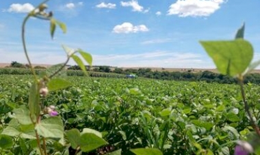 Plantio do Feijão 1ª Safra se aproxima do final no RS