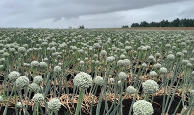 Olerícolas de consumo e de sementes têm bom potencial produtivo no RS
