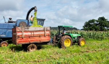 Município de Entre Rios do Sul inicia silagem de milho da safra 2025/2026 para apoio aos produtores rurais