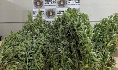 BM apreende pés de maconha e arma em Getúlio Vargas