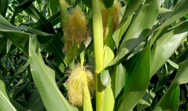 Chuvas favorecem desenvolvimento do milho no RS