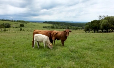 Pastagens apresentam bom desenvolvimento e favorecem alimentação dos rebanhos no RS