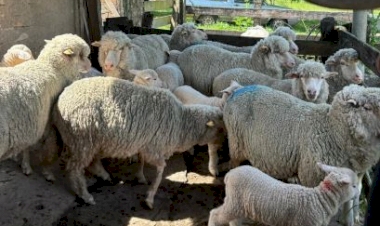 Artesanato em lã ovina impulsiona tradição e autonomia no Rio Grande do Sul