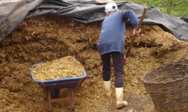 Milho silagem tem bom desenvolvimento no RS