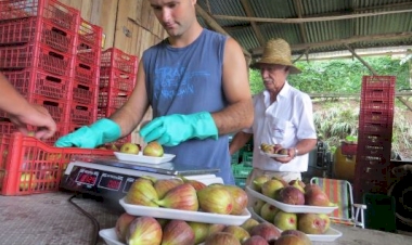 Produção de figo apresenta boas condições e mercado favorável no RS