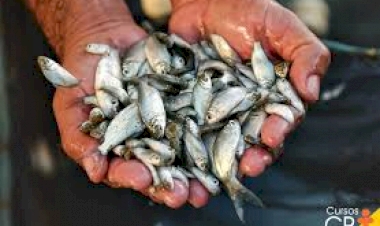 Produtores rurais podem reservar alevinos na  Secretaria de Desenvolvimento Econômico