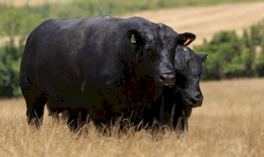 Selo inédito vai impulsionar o mercado de carnes premium no Brasil