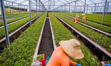 Silvicultura de precisão eleva  produtividade do setor florestal