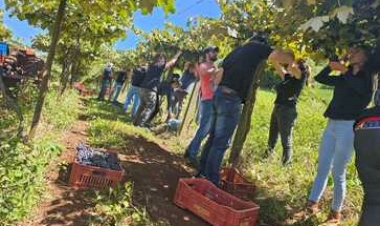 Cuidados na colheita da uva são tema de Capacitação em Cacique Doble