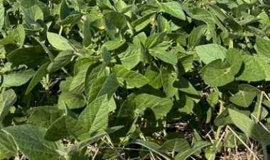 Plantio da soja se encaminha para o final no Rio Grande do Sul