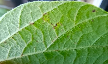 Ferrugem asiática desafia e impacta a produtividade da soja