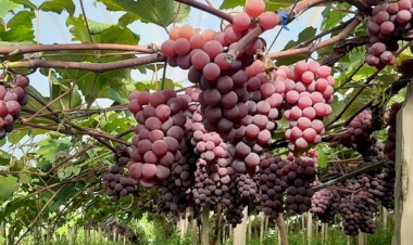 Qualidade da uva é favorecida pelas condições climáticas no Rio Grande do Sul