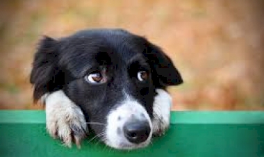 Meu cão ou gato ficou idoso: guia completo de saúde, alimentação e bem-estar