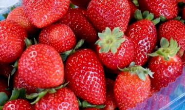 Clima favorece e impulsiona produção de morango no RS