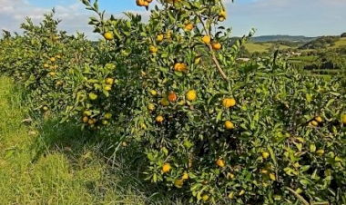 Citros apresentam diferentes fases de desenvolvimento no RS