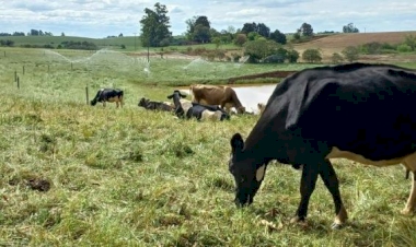 Boletim Conjuntural da Emater - Apesar da falta de chuva, pastagens mantêm alimentação dos rebanhos no RS