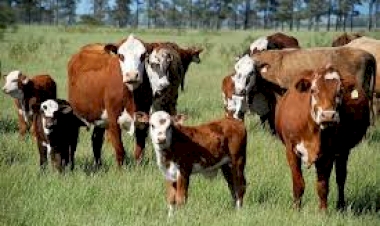 Prazo para Declaração Anual de Rebanho começa nesta quarta no Rio Grande do Sul