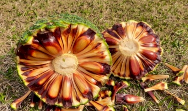 Safra começa com menos pinhão no RS