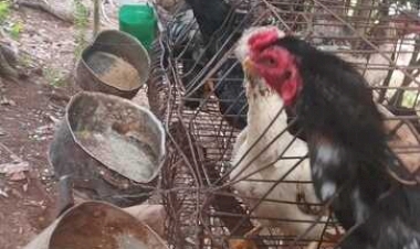 POLÍCIA CIVIL PRENDE HOMEM EM FLAGRANTE POR POSSE IRREGULAR DE ARMA DE FOGO E MAUS TRATOS CONTRA ANIMAIS EM TRINDADE DO SUL