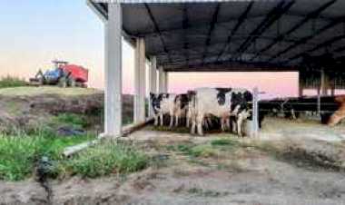 Silagem garante alimentação do rebanho em períodos críticos