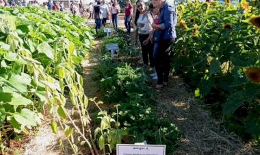 Emater/RS-Ascar apresenta cultivo e uso de plantas medicinais, aromáticas e condimentares na Exporural