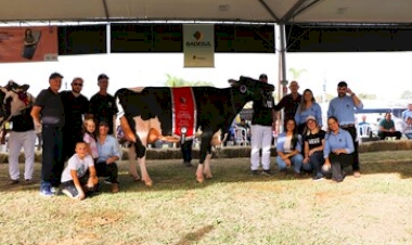 Produtores da Cooperativa Santa Clara levam animais de excelência à Fenasul Expoleite