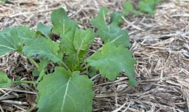 Expectativa de aumento expressivo da área impulsiona final da semeadura da canola no RS