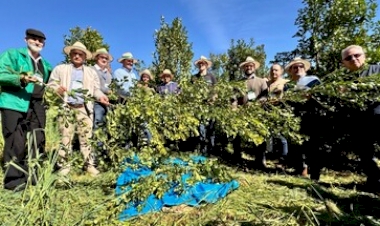 Rio Grande do Sul deve produzir 310 mil toneladas de erva-mate na safra 2026