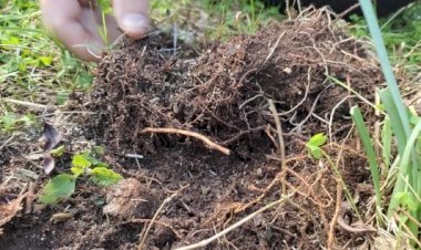 Clima e agropecuária são focos da atuação da Emater/RS-Ascar para além do Dia Mundial do Meio Ambiente