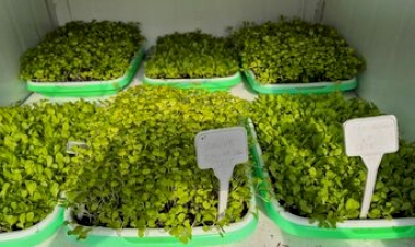 Curso de Agronomia da URI incentiva produção de microverdes