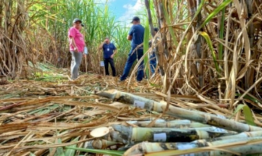 Cana-de-açúcar movimenta mais de 5 mil agroindústrias familiares e fortalece turismo rural no RS
