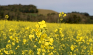 Semeadura da canola está quase concluída no RS