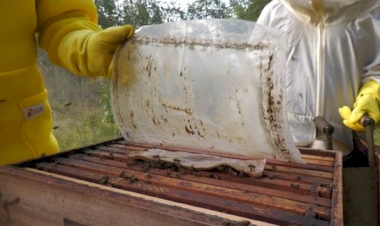 Manejo de abelhas no inverno exige cuidados com nutrição, temperatura e pragas