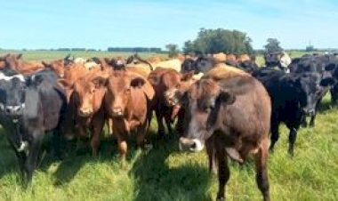 Homeopatia complementa estratégias de manejo bovino no inverno