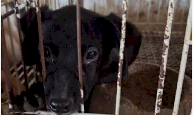 Homem é condenado por matar e maltratar animais em propriedade rural