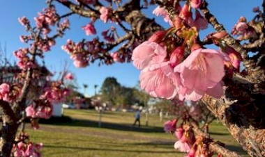 Cerejeiras embelezam os caminhos do Santuário de Fátima durante a floração