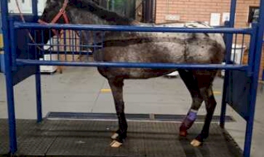Parceria entre Medicina Veterinária da UCS e ONG reabilita cavalos abandonados no Rio Grande do Sul