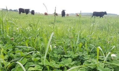 Erebango promovo no dia seis de agosto Dia de Campo sobre forrageiras de inverno